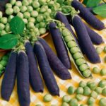 Blue Shelling Pea