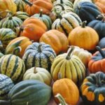 Autumn Acorn Blend Squash
