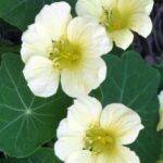 Moonlight Nasturtium