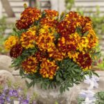 French Marigold - Bolero