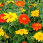 Mexican Sunflower - Mix