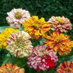 CANDY STRIPE ZINNIA MIXED