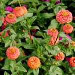 Zinnia - Lilliput Salmon