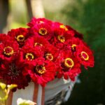 Meteor Zinnia