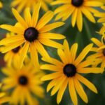Black-Eyed Susan