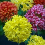 Double Mix" - Gaillardia pulchella