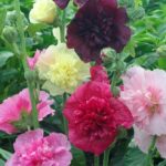 Majorette Double Mixed Hollyhock