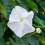 Moonflower