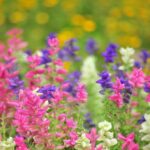 Clary Sage - Tricolor Mix