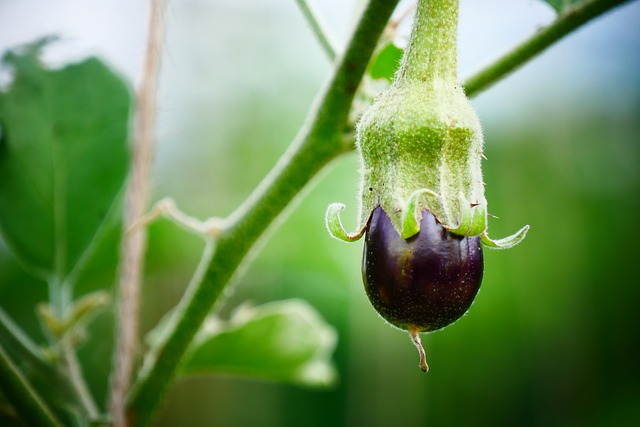 eggplants