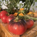 Blue Beauty tomatoes