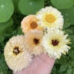 Beauty Calendula “mix”