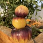 Great white blue tomato