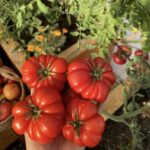 Costoluto Genovese Tomatoes