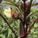 Red burgundy okra