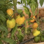 Atomic Sunset Tomatoes