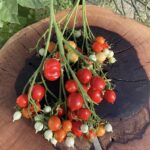 Geranium kiss Tomatoes