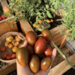 Brad’s Atomic Grape Tomatoes