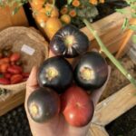 Black beauty tomatoes