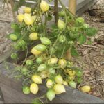 BARRY'S CRAZY CHERRY TOMATO