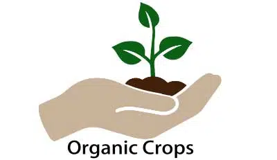 متجر أورجانيك كروبس