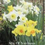 Mix of Narcissus