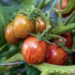PINK BUMBLE BEE TOMATO