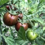 PURPLE BUMBLE BEE TOMATO