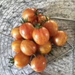 SUNRISE BUMBLE BEE TOMATO