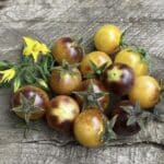 BOSQUE BLUE BUMBLEBEE TOMATO