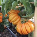 ORANGE ACCORDION TOMATO