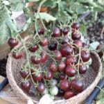 BLACK STRAWBERRY TOMATO