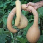 ZUCCHINO RAMPICANTE SQUASH