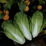 Michihili Chinese Cabbage
