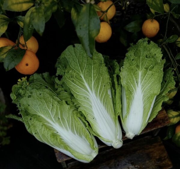 ⁦Michihili Chinese Cabbage⁩ - الصورة ⁦1⁩
