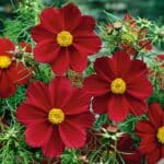 Versailles Tetra Red Cosmos
