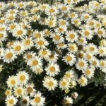 Shasta Daisy
