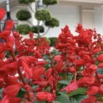 Red Salvia