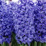 Blue Jacket Hyacinths