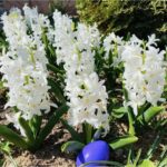 Carnegie Hyacinths
