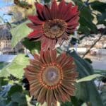 Moulin Rouge Sunflower