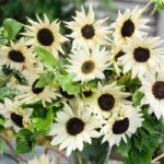 Italian White Sunflower