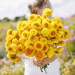 Golden Yellow Strawflower