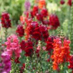 Passion (Red) Mix Snapdragon