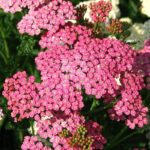 Cerise Queen Yarrow