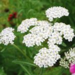 White yarrow