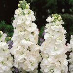 White Goddess Column Stock