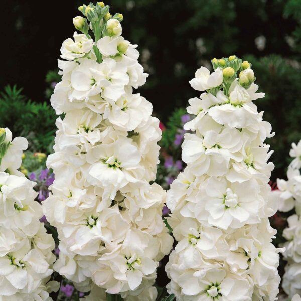 ⁦White Goddess Column Stock⁩ - الصورة ⁦1⁩
