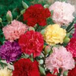 Chabaud Mix- Carnation