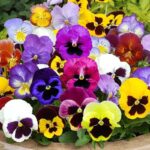 Mix Of Pansy